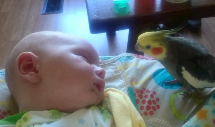 Beba je bila na rubu sna, a onda joj je prišla papiga. Mama je snimila čudesan trenutak