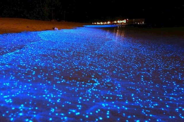 Ova plaža svijetli zbog posebne vrste planktona.