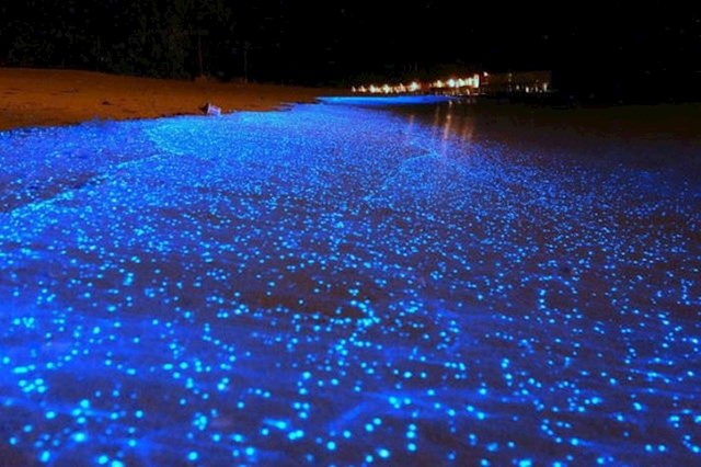 Ova plaža svijetli zbog posebne vrste planktona.