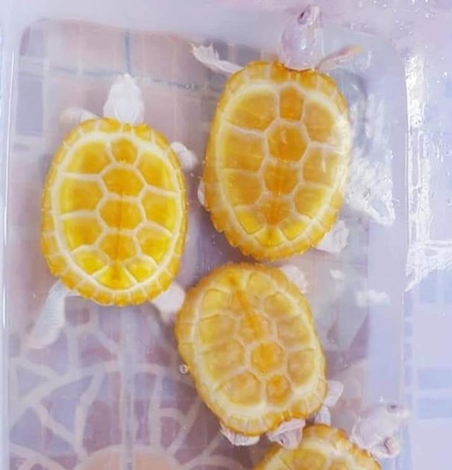 "Ove kornjačice izgledaju kao izrezana naranča!"