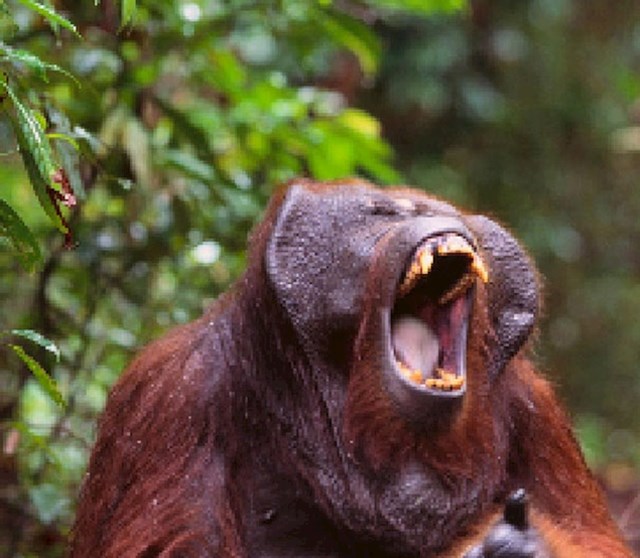 Bornejski orangutan, preostalo: između 45 000 i 69 000