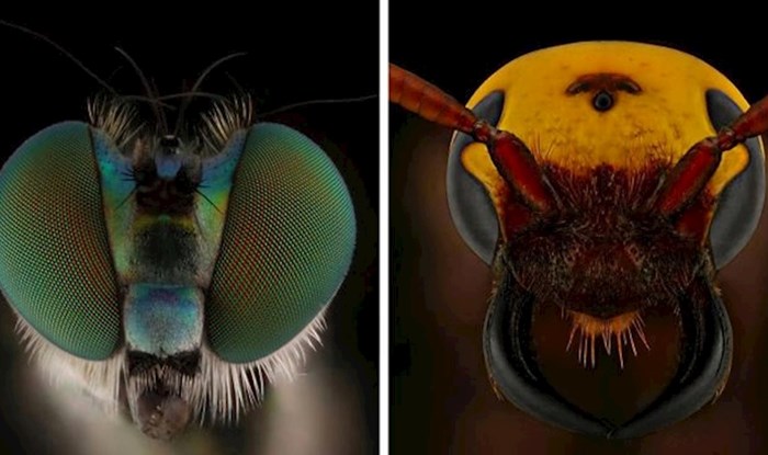 Fotograf se pomoću ovih slika riješio svog straha od insekata