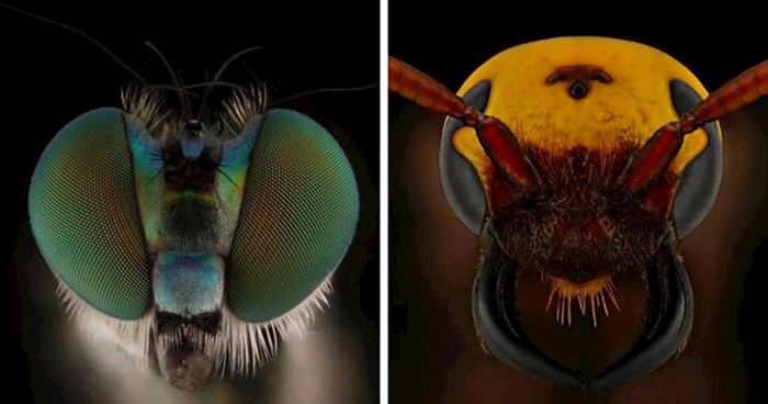 Fotograf se pomoću ovih slika riješio svog straha od insekata