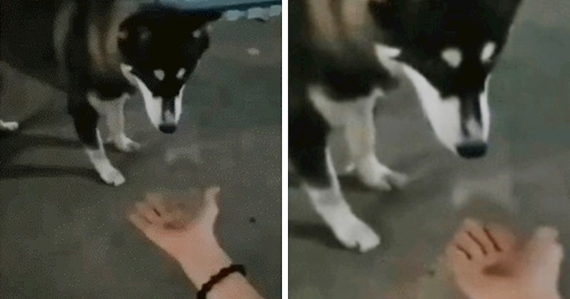 Nasmijat će vas reakcija psa koji je samo trebao ispružiti šapu