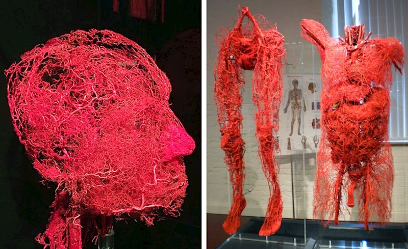 Ukupna duljina svih krvnih žila u vašem tijelo? Nećete nam vjerovati