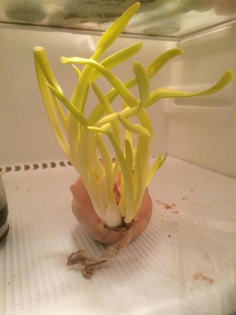 Koliko dugo ova glavica luka stoji u hladnjaku?!