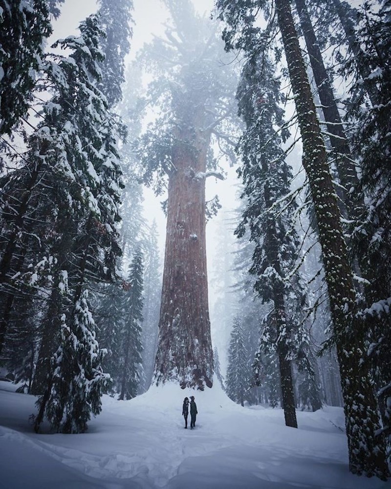 Ljudi i sekvoja stablo