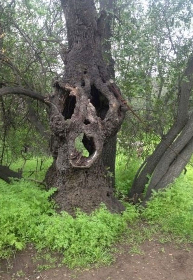 "hodala sam šumom koja je u blizini moga grada. na jednom mjestu sam ugledala drvo koje izgleda kao ubojica iz horora vrisak."
