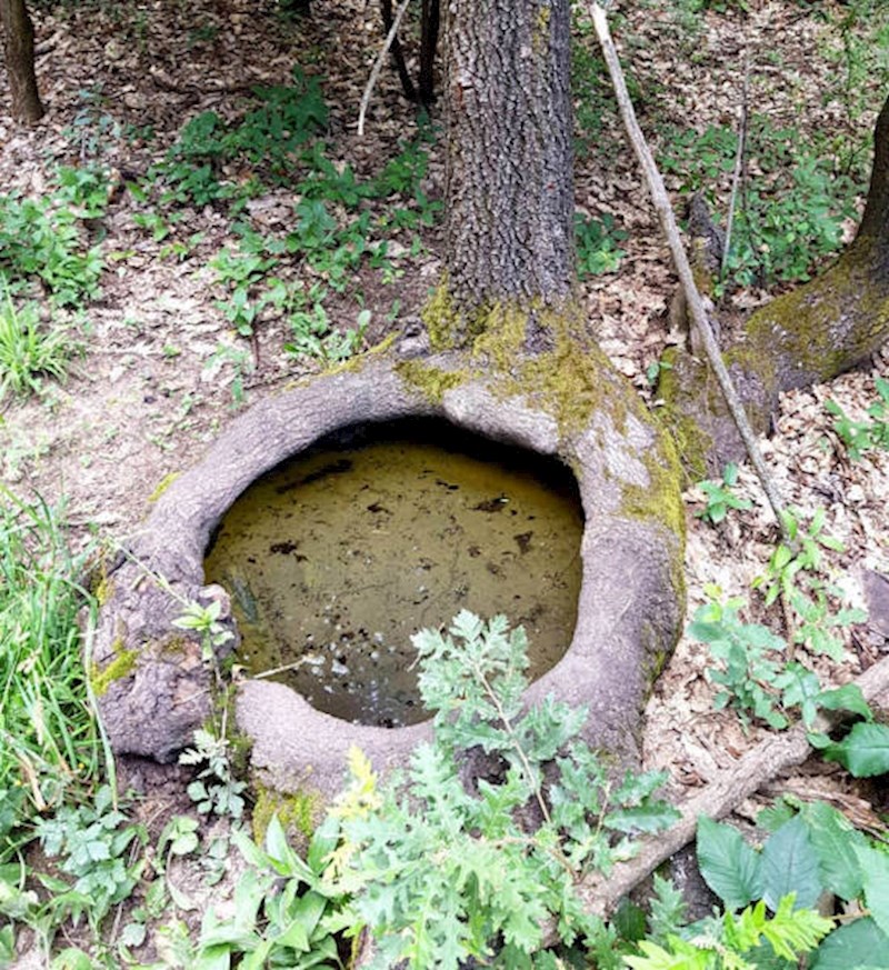 Koriste li šumske životinje ovo kao javni WC?