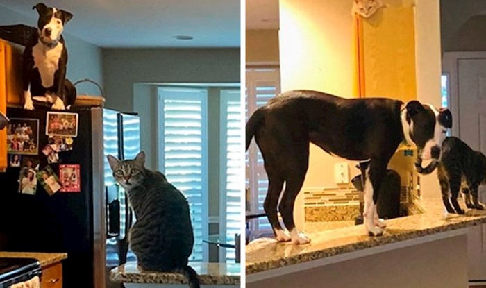 Udomljeni pas je sebi umislio da je mačka pa je počeo raditi čudne stvari po kući