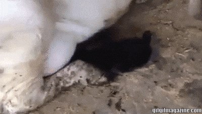 Čovjek je otkrio da na farmi ima neočekivanog kradljivca mlijeka, pogledajte kako ga je snimio