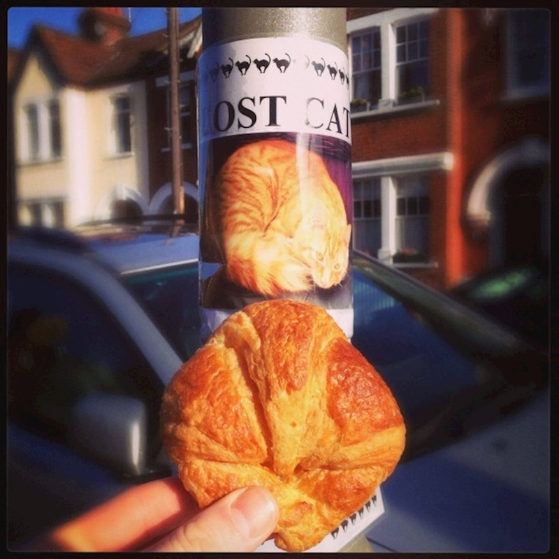 Mačka (ni)je pronađena!