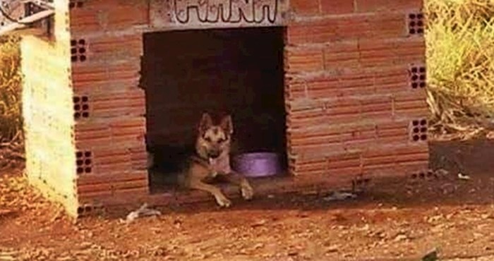 Kako bi ga zaštitili od vrućine, obitelj je psu napravila kućicu sa zanimljivim dodatkom