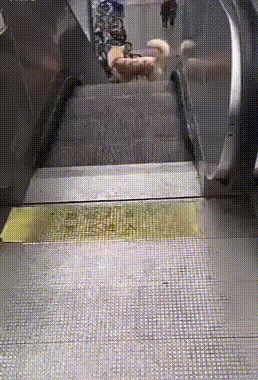 Psić je pronašao zanimaciju u gradu, evo što se dogodi svaki put kad vidi pokretne stepenice