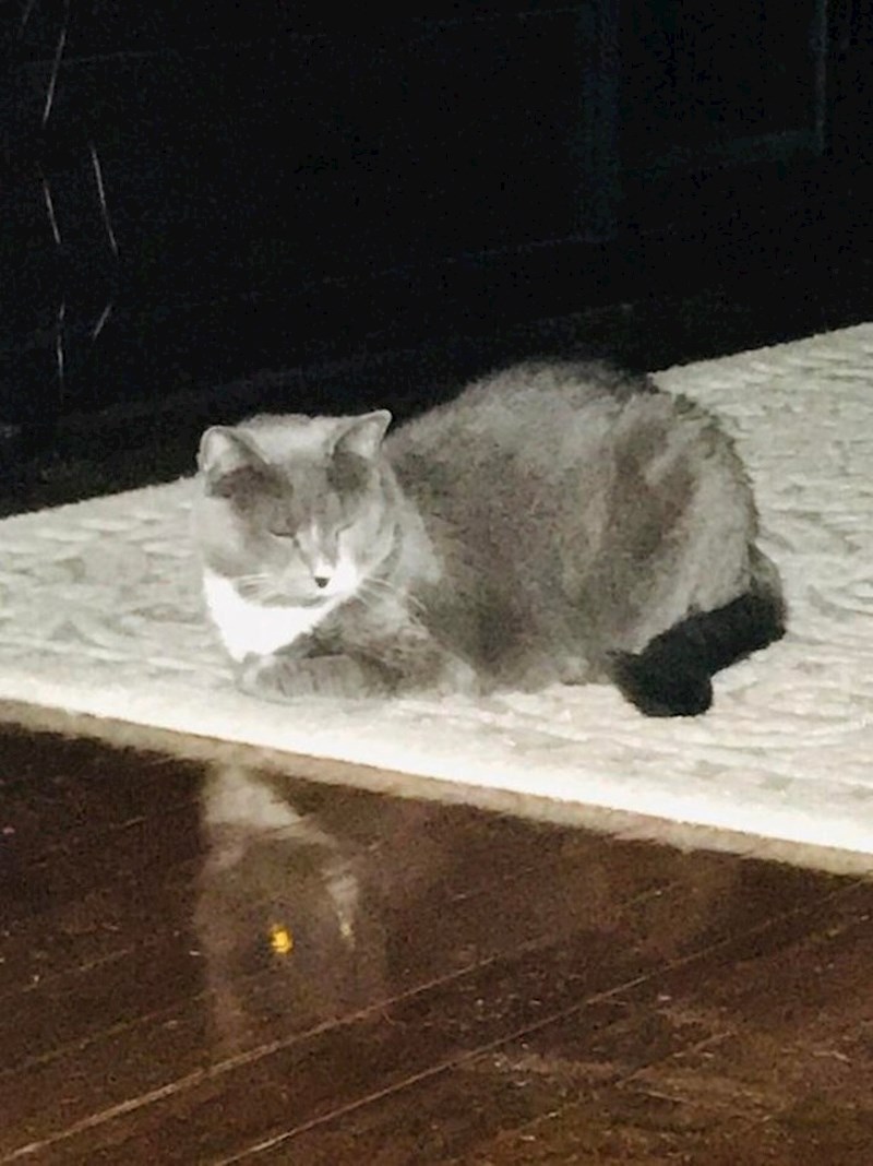 "Mojoj mački su oči zatvorene, no kada pogledate refleksiju na podu, vidjet ćete da su otvorene. Što se ovdje događa?!"