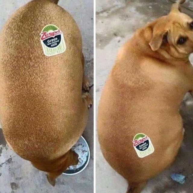 Ovaj debeli pas izgleda kao ogromni kivi.