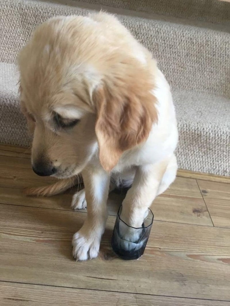 Kad staneš na osu i prerano završiš šetnju.