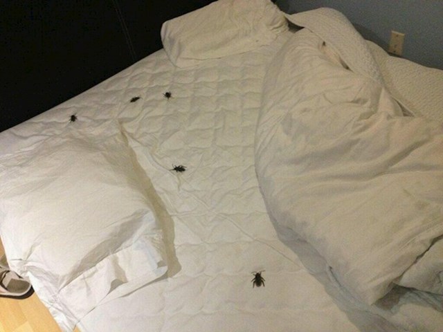 "Na ovo je moj brat naišao kada je prošle večeri išao spavati."