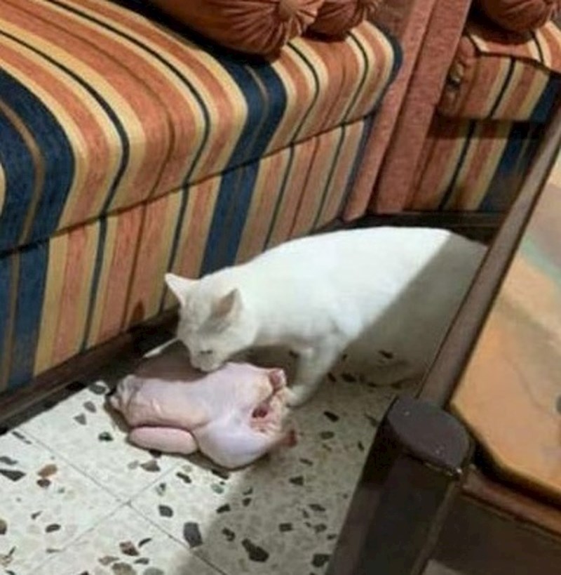 "Naša mačka ponekad posjetiti susjede. Danas nam je donijela ovo."