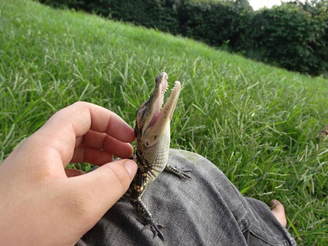 Beba krokodila uživa u dodirima
