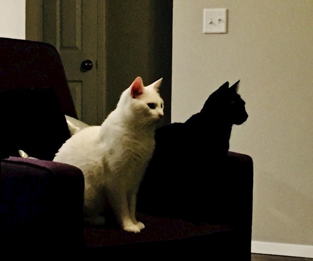 "Moja crna mačka je na fotki izgledala kao sjena bijele mačke."