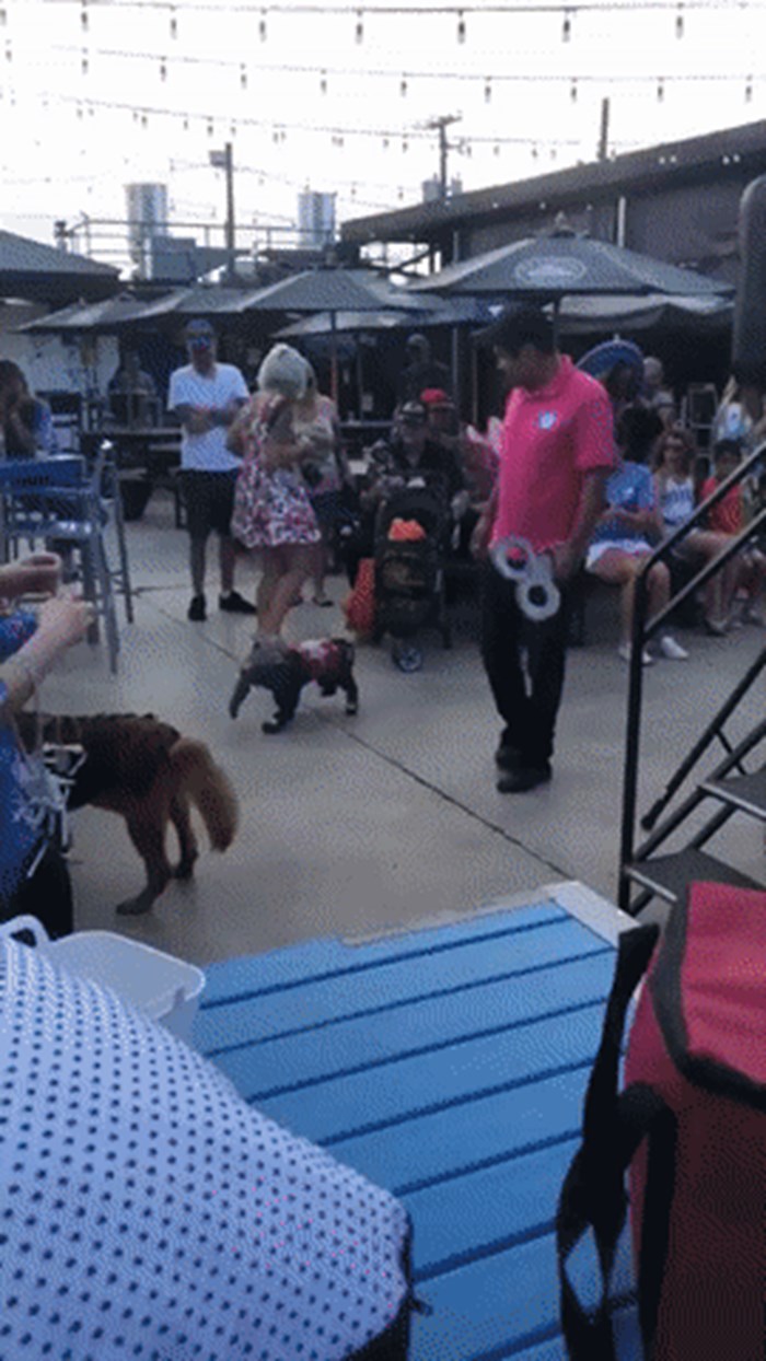 Čovjek je obukao psa u malog slonića pa napravio show u javnosti