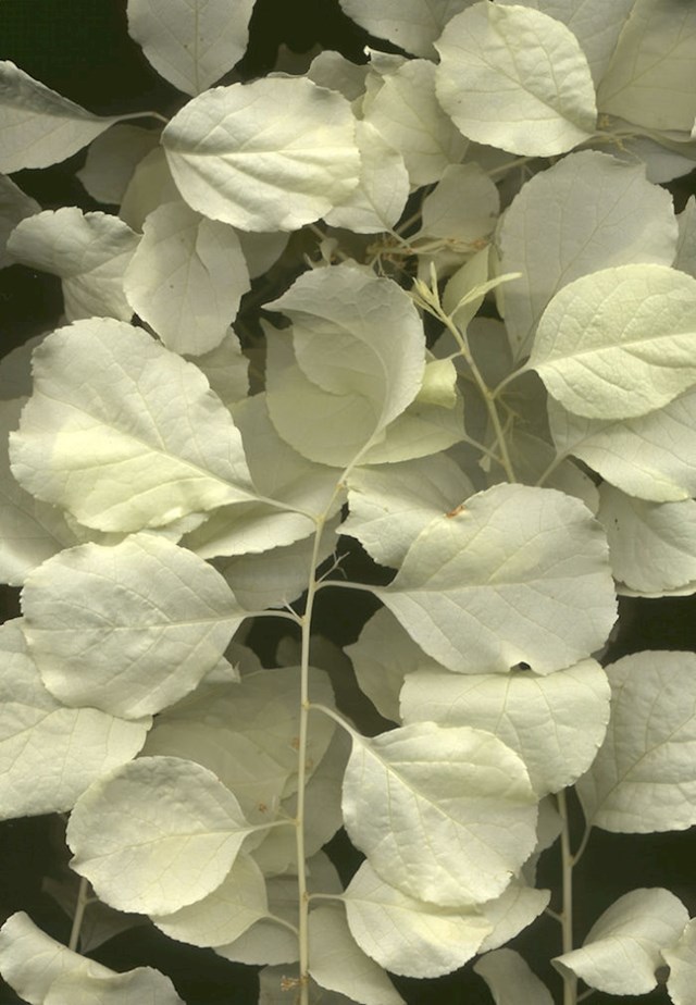 Postoje i albino biljke.
