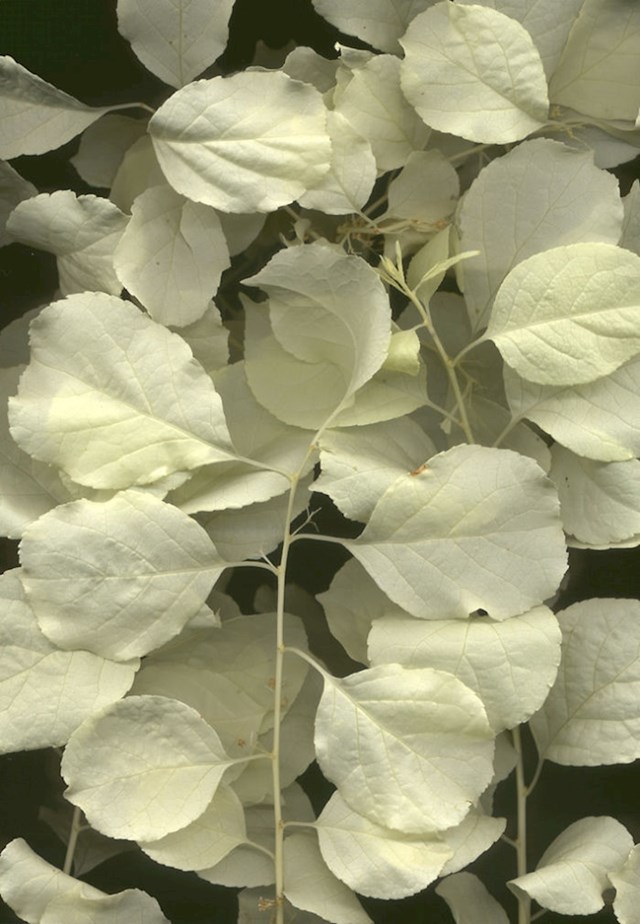 Postoje i albino biljke.