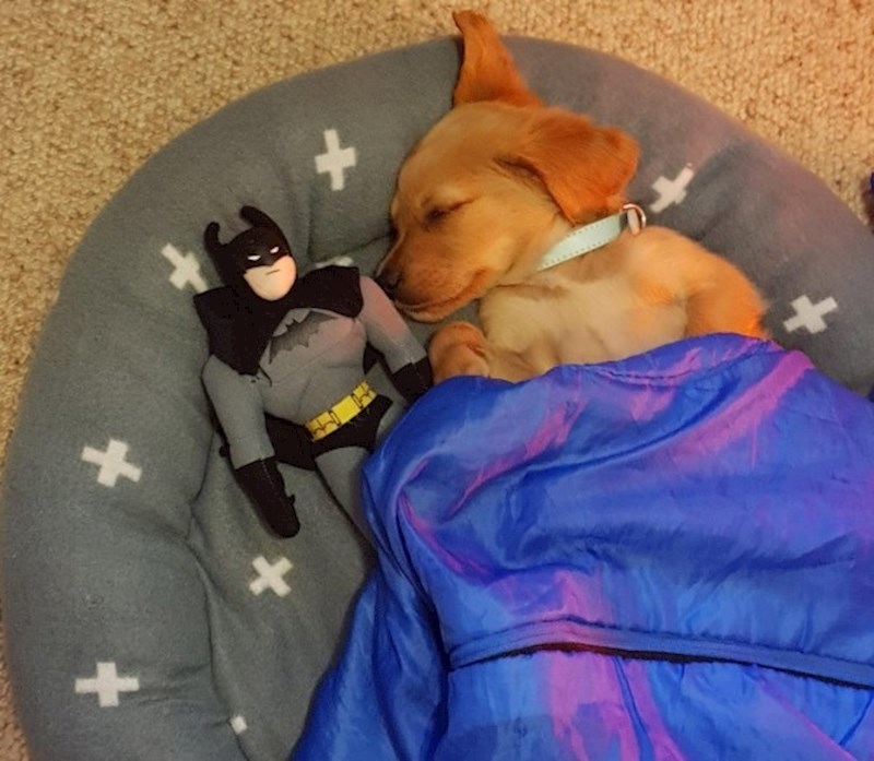 "Zamolila sam naše 4-godišnje dijete da odvede psa na spavanje. Evo što sam kasnije ugledala."