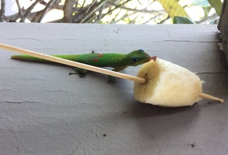 "Primijetila sam da mi netko jede bananu..."