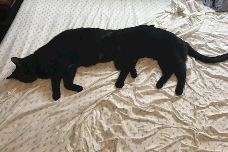 Duga mačka sa 6 nogica? :)