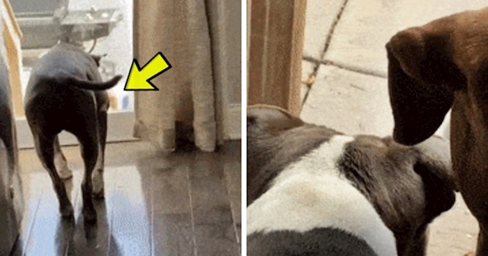 Psi su cijelo vrijeme gledali kroz staklena vrata, evo što ih je skroz isprovociralo