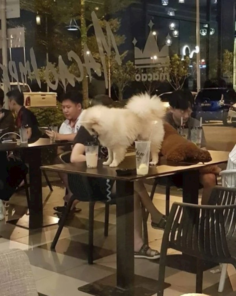 Ovi ljudi su mislili da je sasvim ok da se njihov pas igra na stolu.