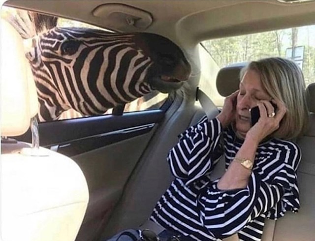 Zebra se zaljubila na prvi pogled...