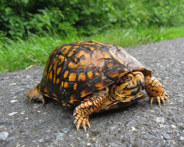 10 zanimljivih činjenica koje vjerojatno niste naučili u školi zbunjene kornjače