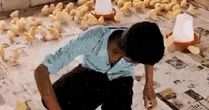 Mladić je htio provjeriti što se dogodi kad legnete u prostoriji punoj pilića, rezultat je zanimljiviji od očekivanog