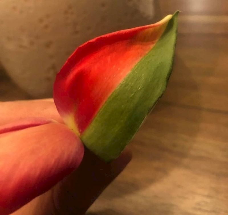 "Moj brat je našao laticu tulipana koja je dijelom bila crvena, dijelom zelena."