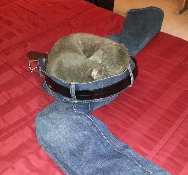 I mačke vole nositi odjeću za ljude.