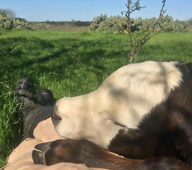 "Nečija krava je došla i zaspala na mojim nogama?? Sad se mogu pomaknuti jer će se probuditi."