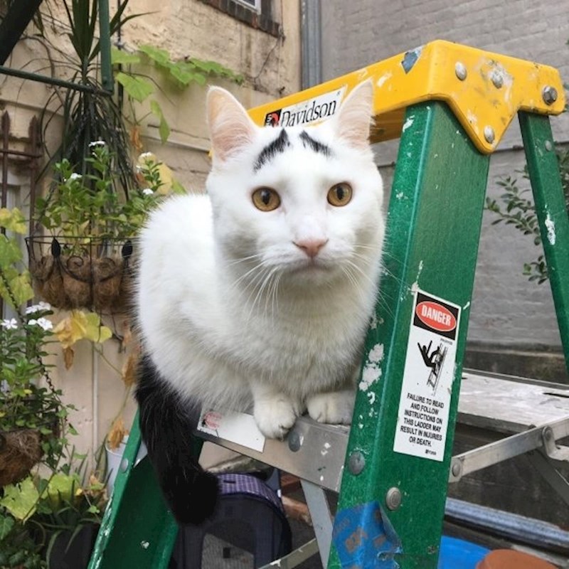 Izgleda zabrinuto...