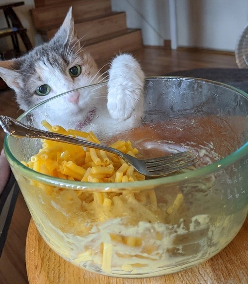 "Stara je 18 godina i još uvijek nam pokušava krasti hranu na isti način."