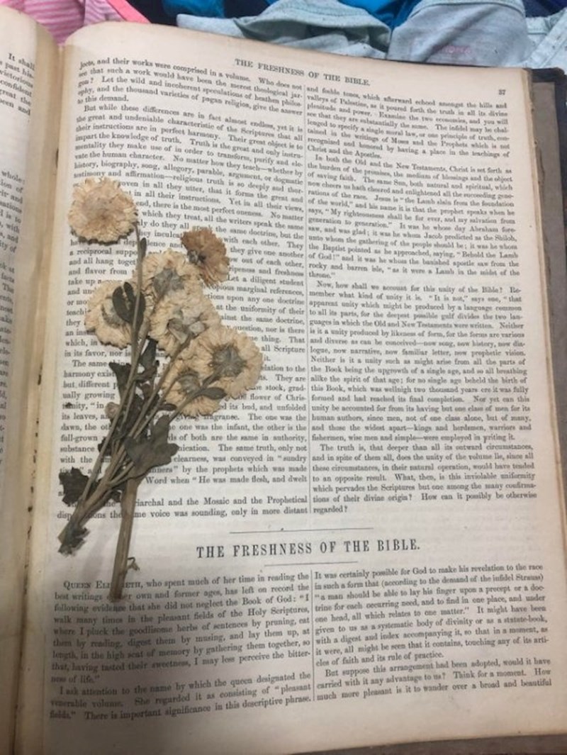 Ove suhe biljke stare su više od 100 godina. Pronađene su u Bibliji staroj preko 100 godina.