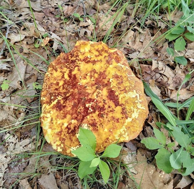 Ova gljiva izgleda kao da je netko ostavio omlet usred šume.