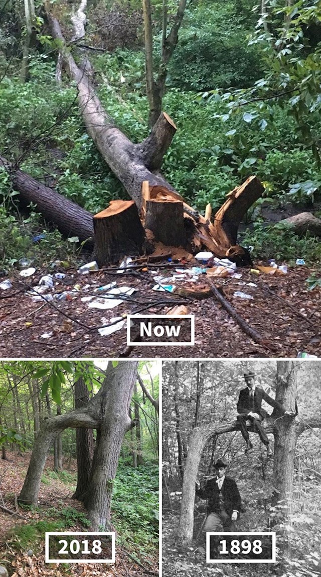 Drvo staro više od 100 godina preživjelo je tisuće oluja, no onda su ga vandali srušili.