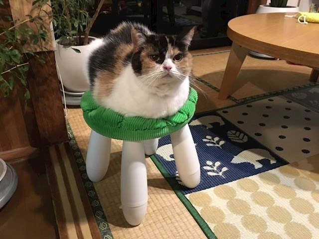 Mica maca s čudnim nogama