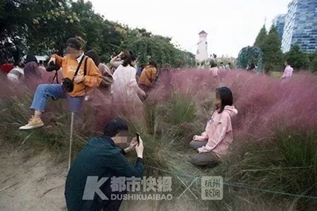 Turisti opsjednuti slikanjem uništili su park s rijetkom ružičastom travom u Kini. Ignorirali su znakove i ograde, a potpuno uništena trava je morala biti pokošena.