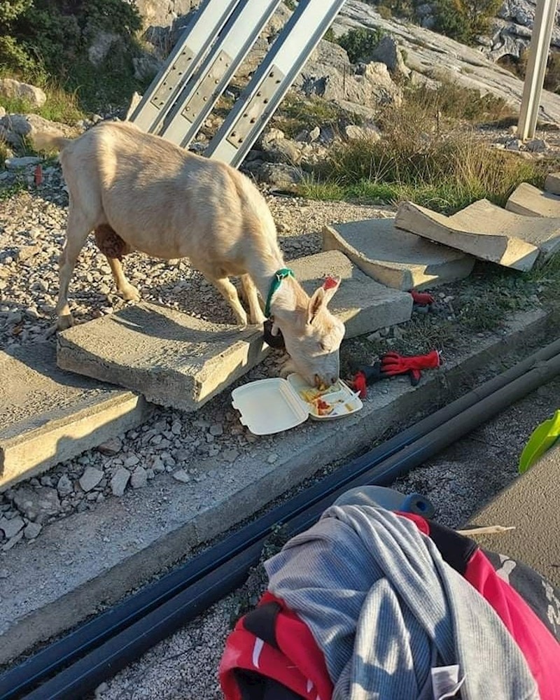 Došao je neočekivani gost...