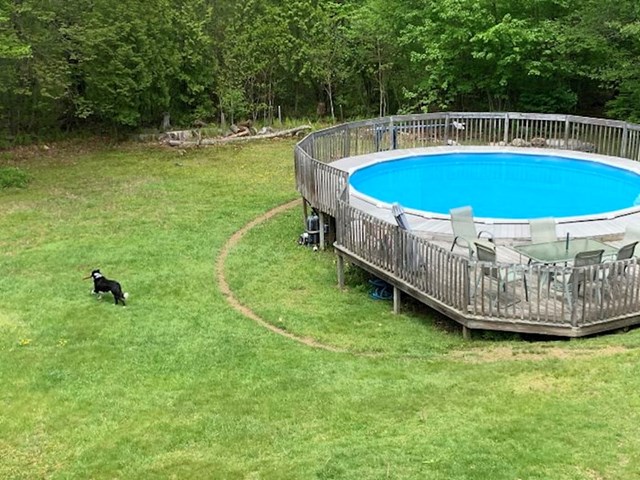 Evo što se dogodi kad pas svakog dana trči oko bazena...