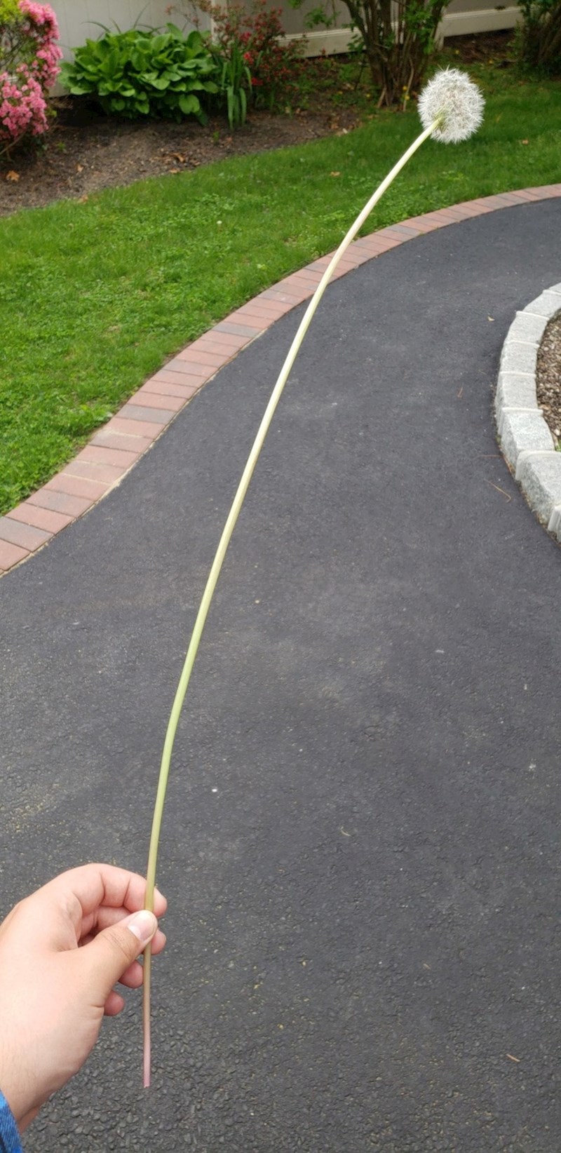 Jeste li ikad vidjeli duži maslačak?