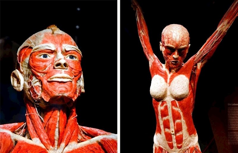 Vaši mišići su dizajnirani za dizanje tona tereta